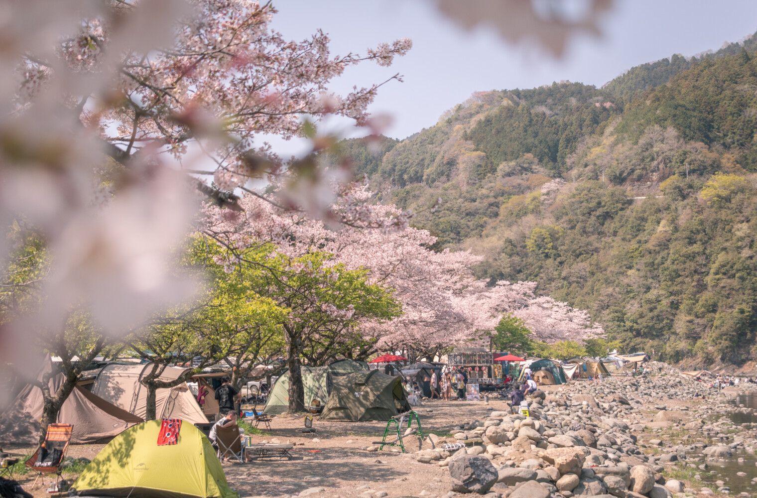 満開の桜が圧巻！<br> 青野原オートキャンプ場をご紹介